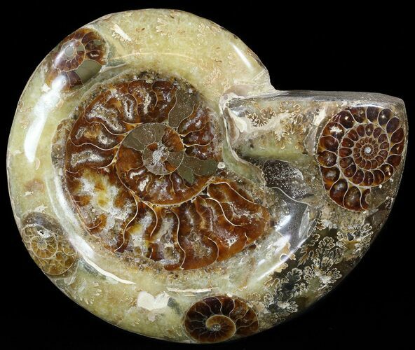 Polished Ammonite Dish (Inlaid Ammonite Fossils) #49784
